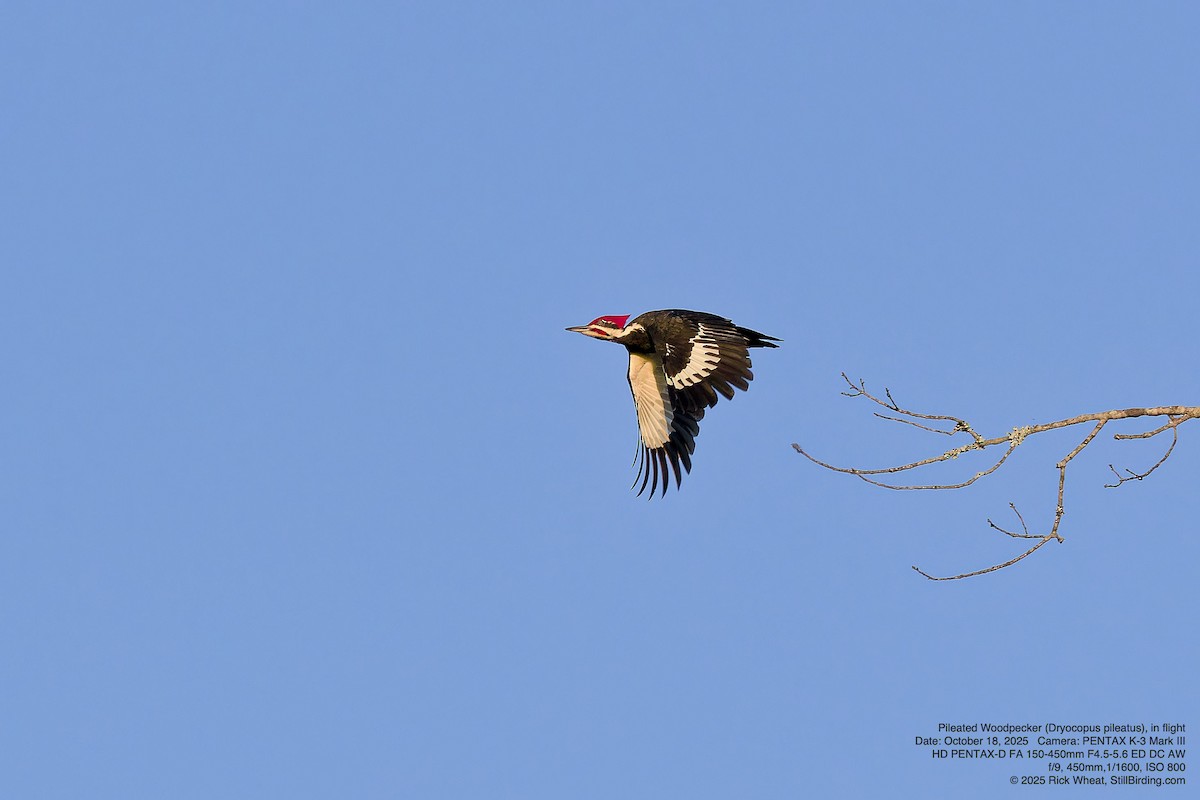 Pileated Woodpecker - ML643751790
