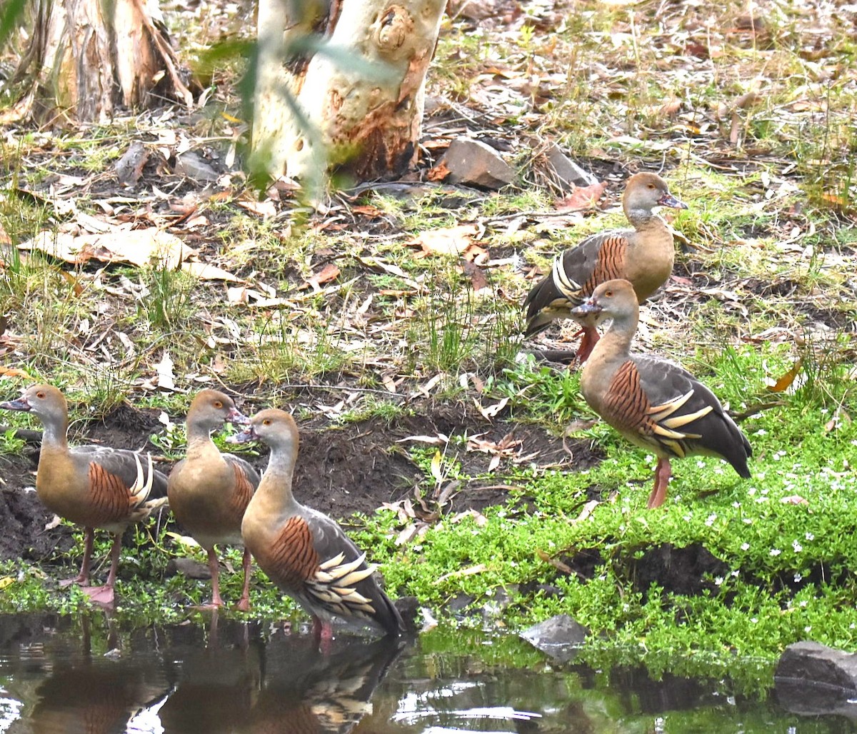 Plumed Whistling-Duck - ML643751791