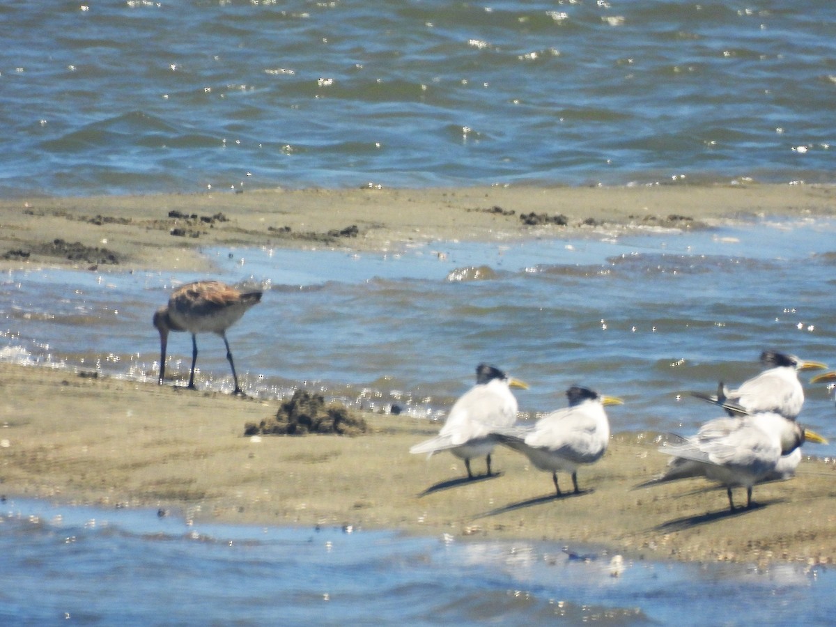 Bar-tailed Godwit - ML643751792