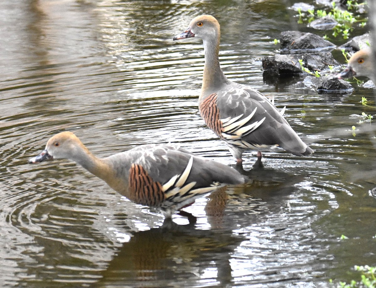 Plumed Whistling-Duck - ML643751793