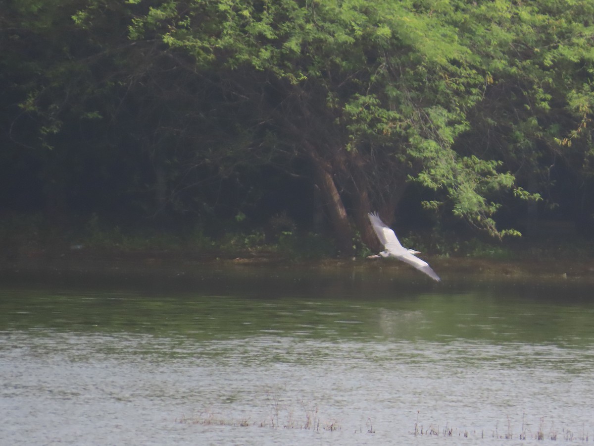 Gray Heron - ML643751794