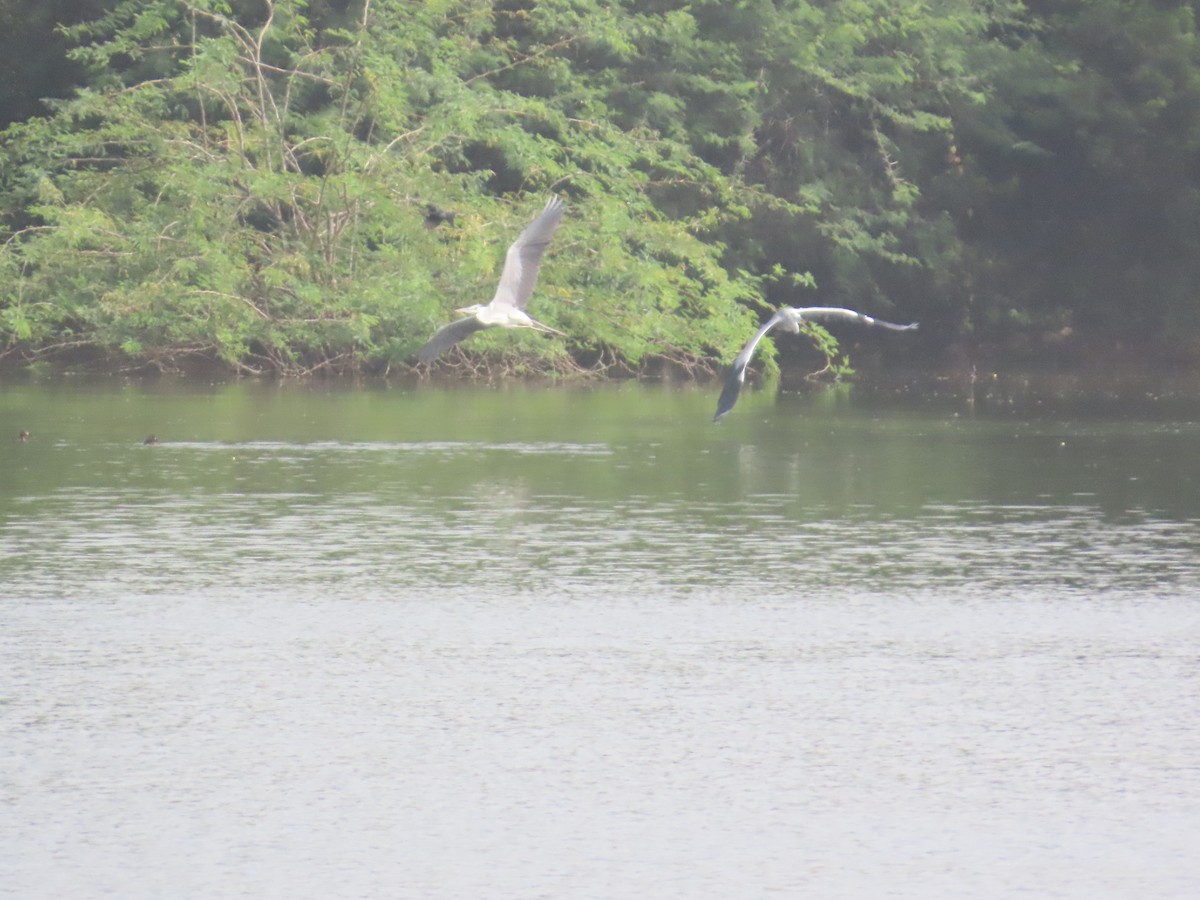 Gray Heron - ML643751796