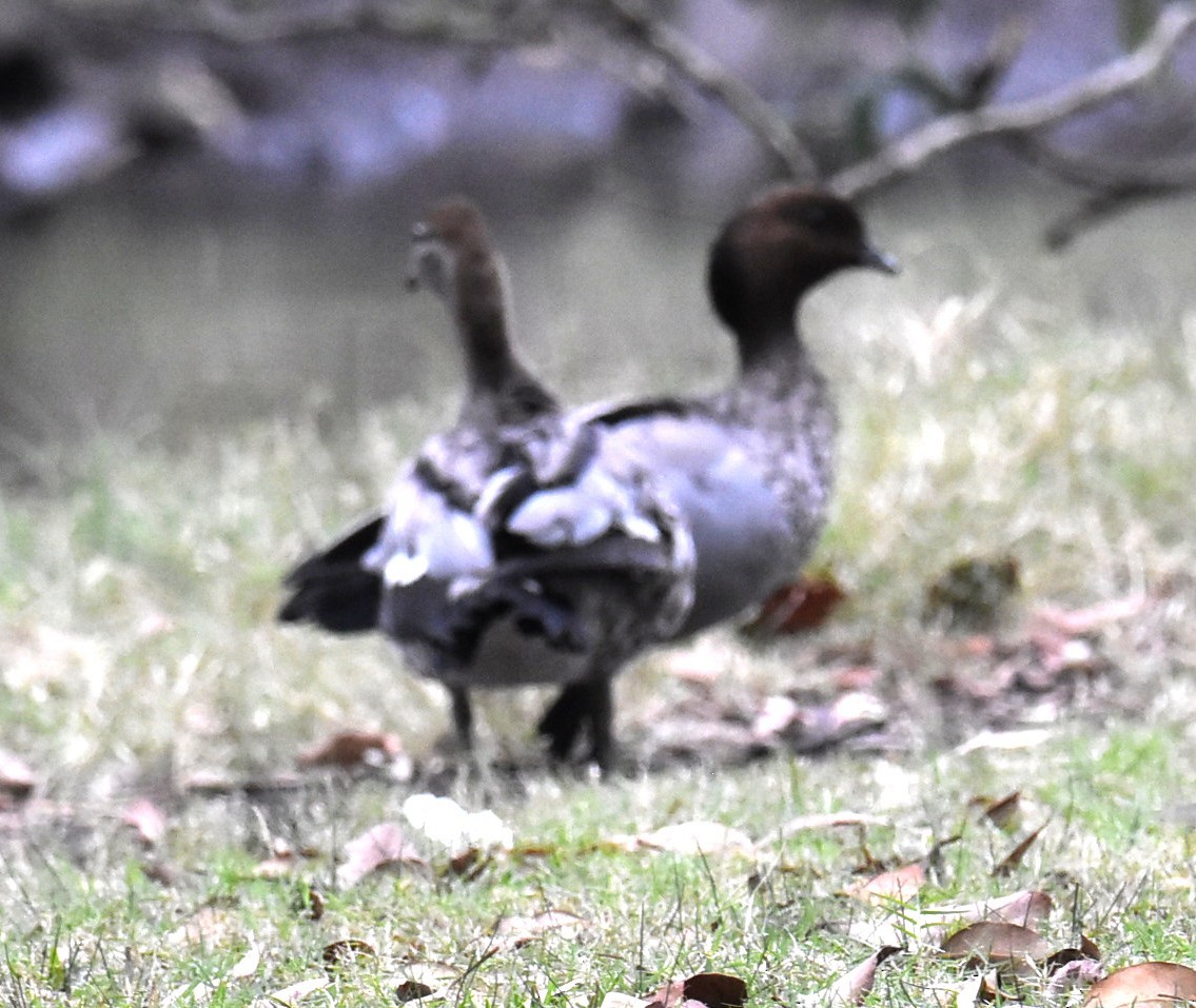 Maned Duck - ML643751797