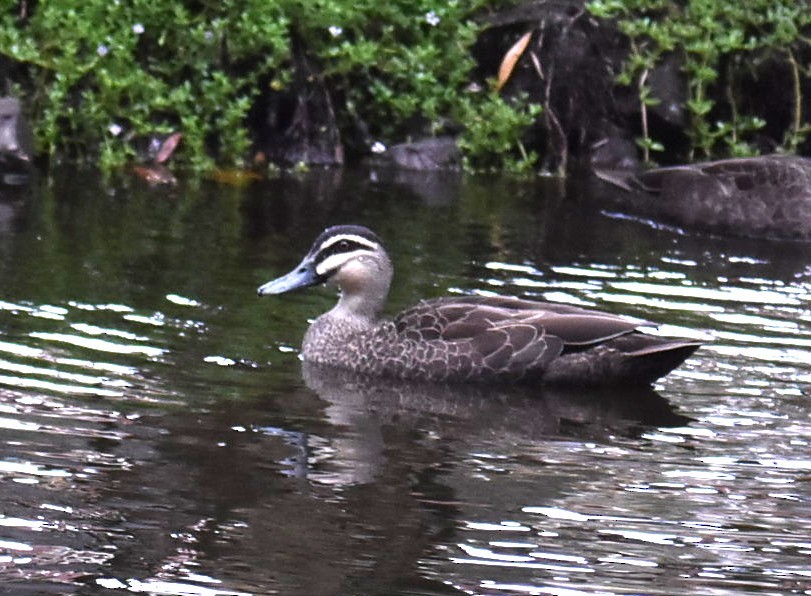 Pacific Black Duck - ML643751799