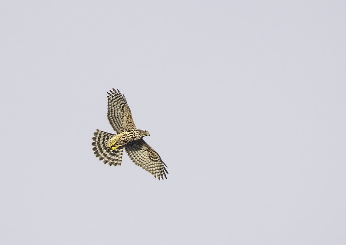 Eurasian Goshawk - ML643751800