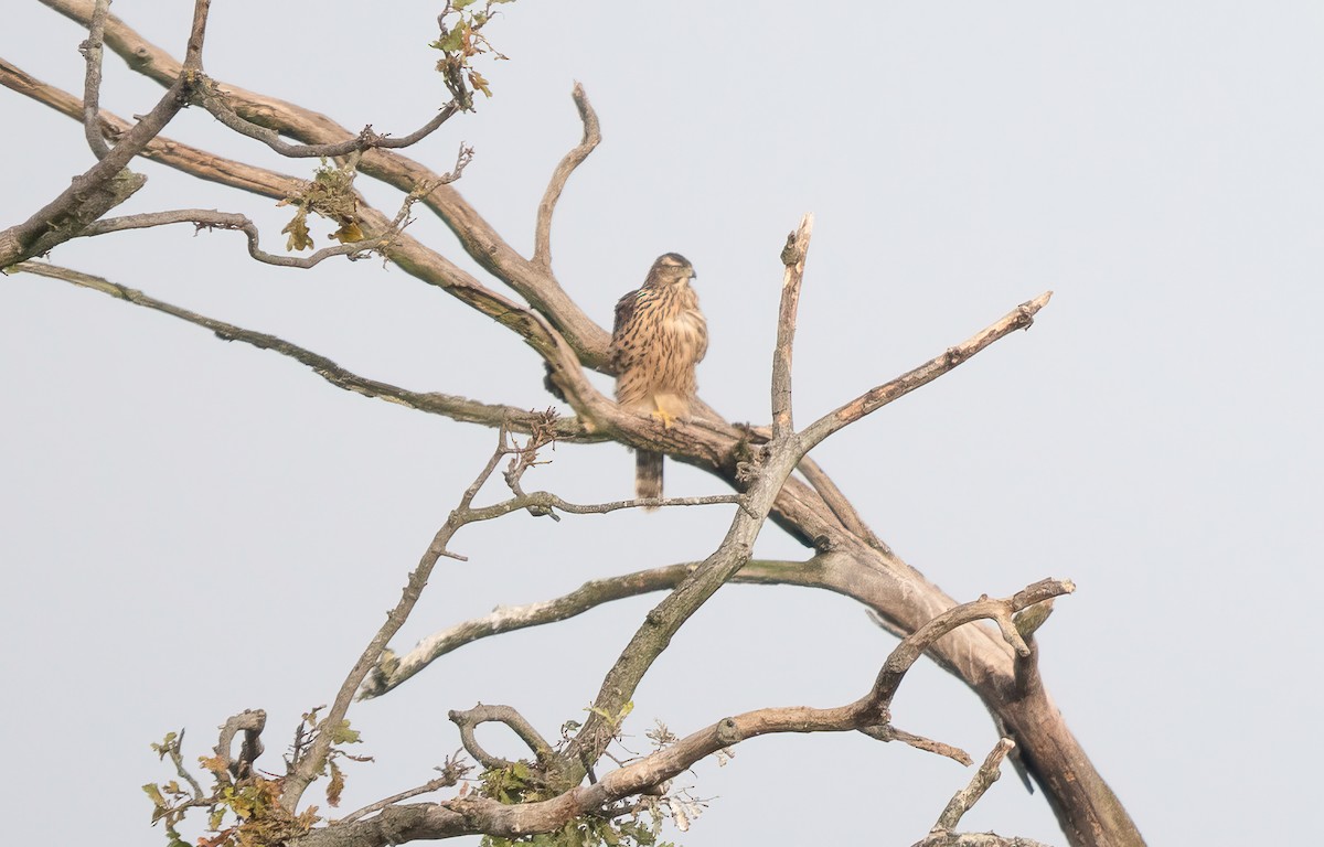 Eurasian Goshawk - ML643751801