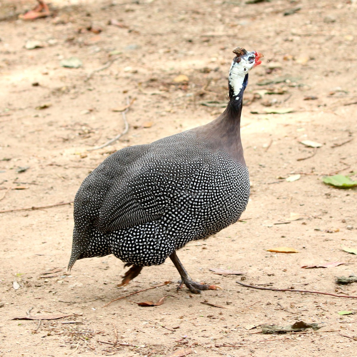 Helmeted Guineafowl (Domestic type) - ML643751802