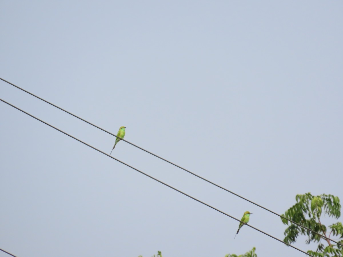 Asian Green Bee-eater - ML643751803