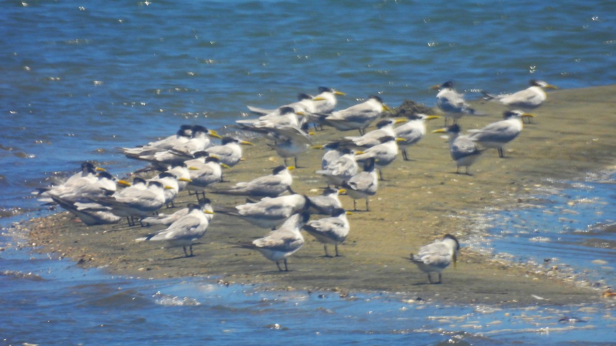 Great Crested Tern - ML643751804