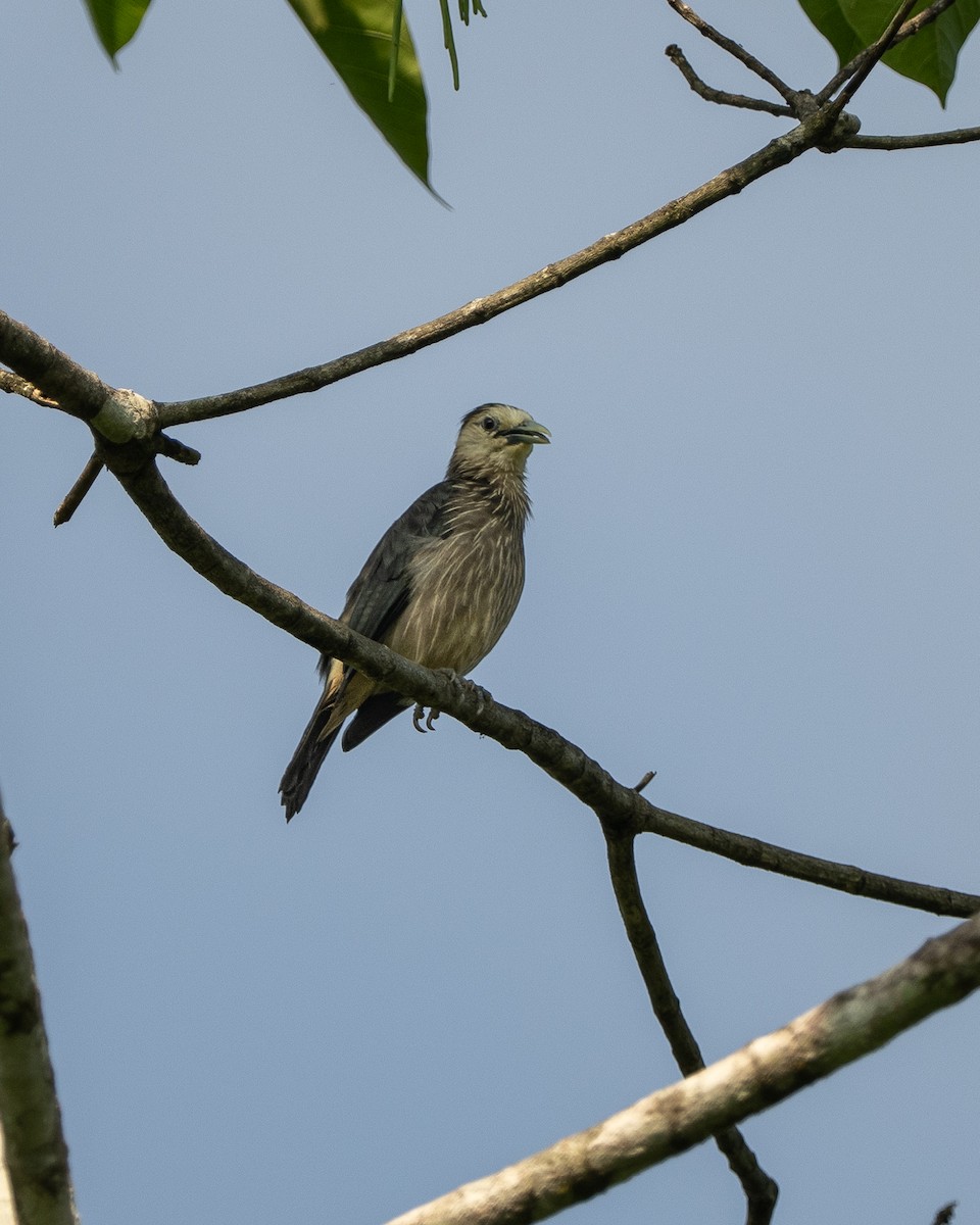 White-faced Starling - ML643751805
