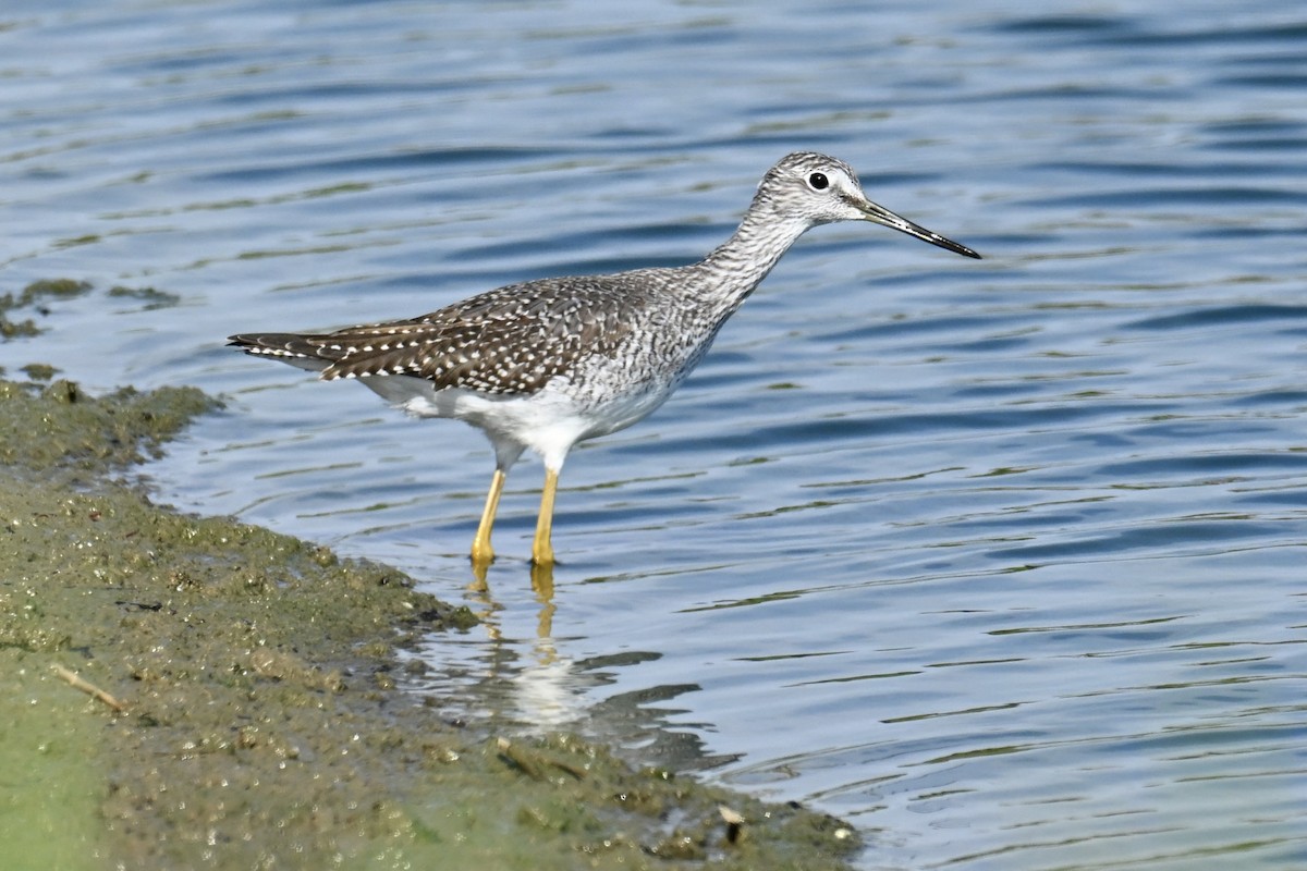 Greater Yellowlegs - ML643751807
