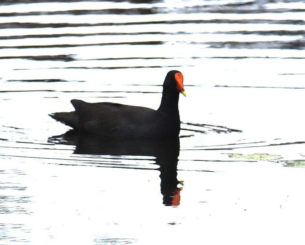 Dusky Moorhen - ML643751810