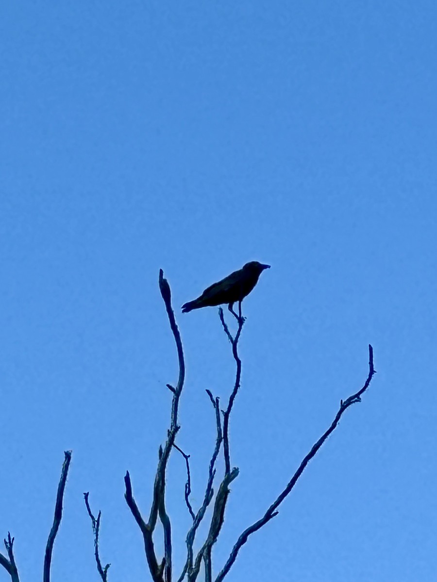 Torresian Crow - ML643751811