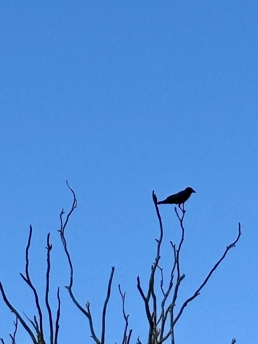 Torresian Crow - ML643751812