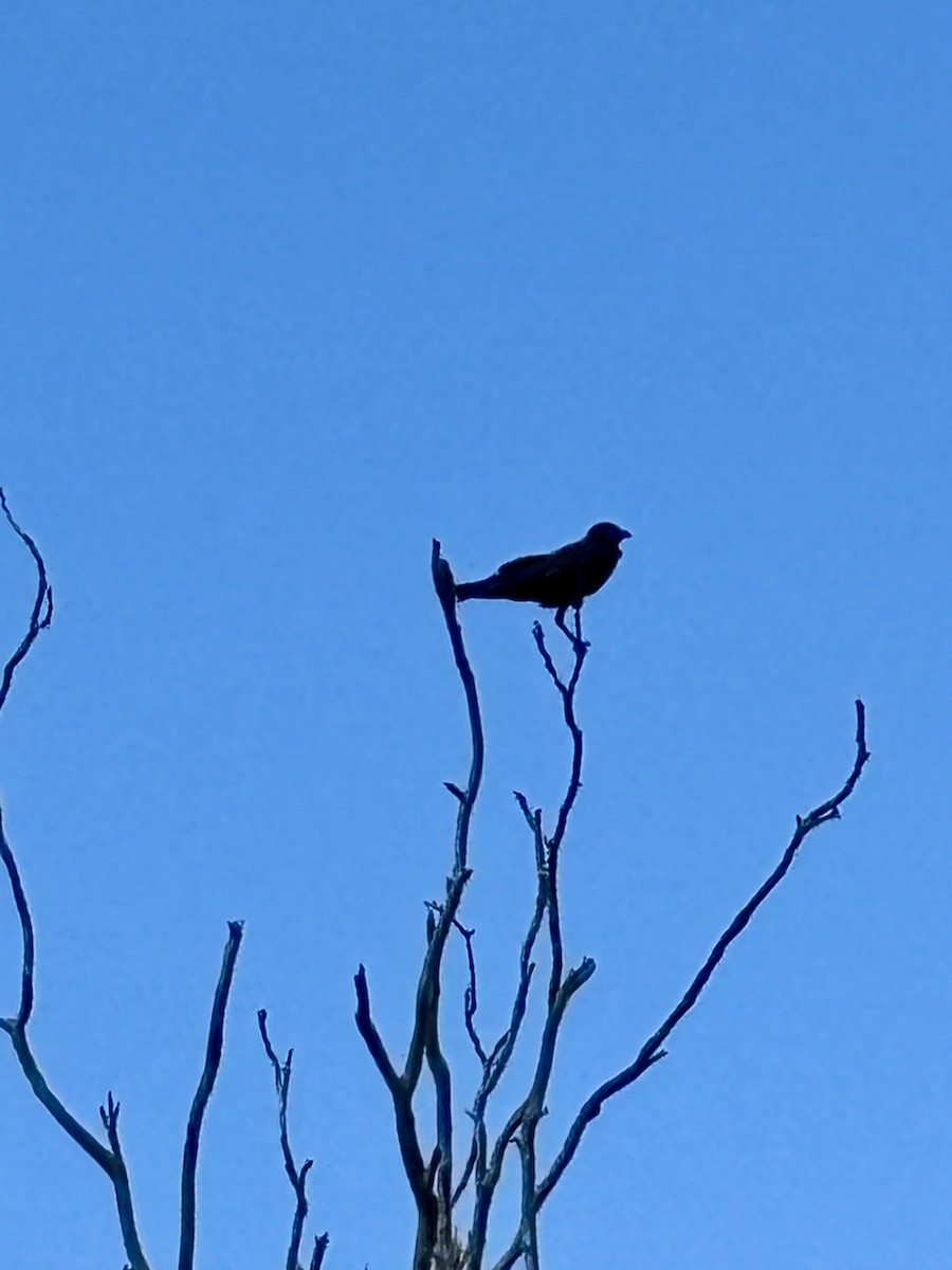 Torresian Crow - ML643751813