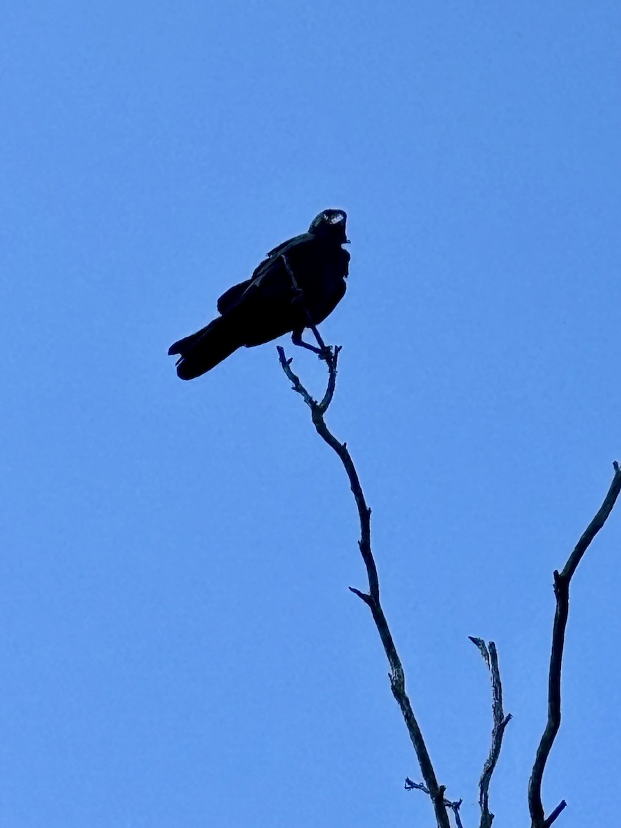 Torresian Crow - ML643751814