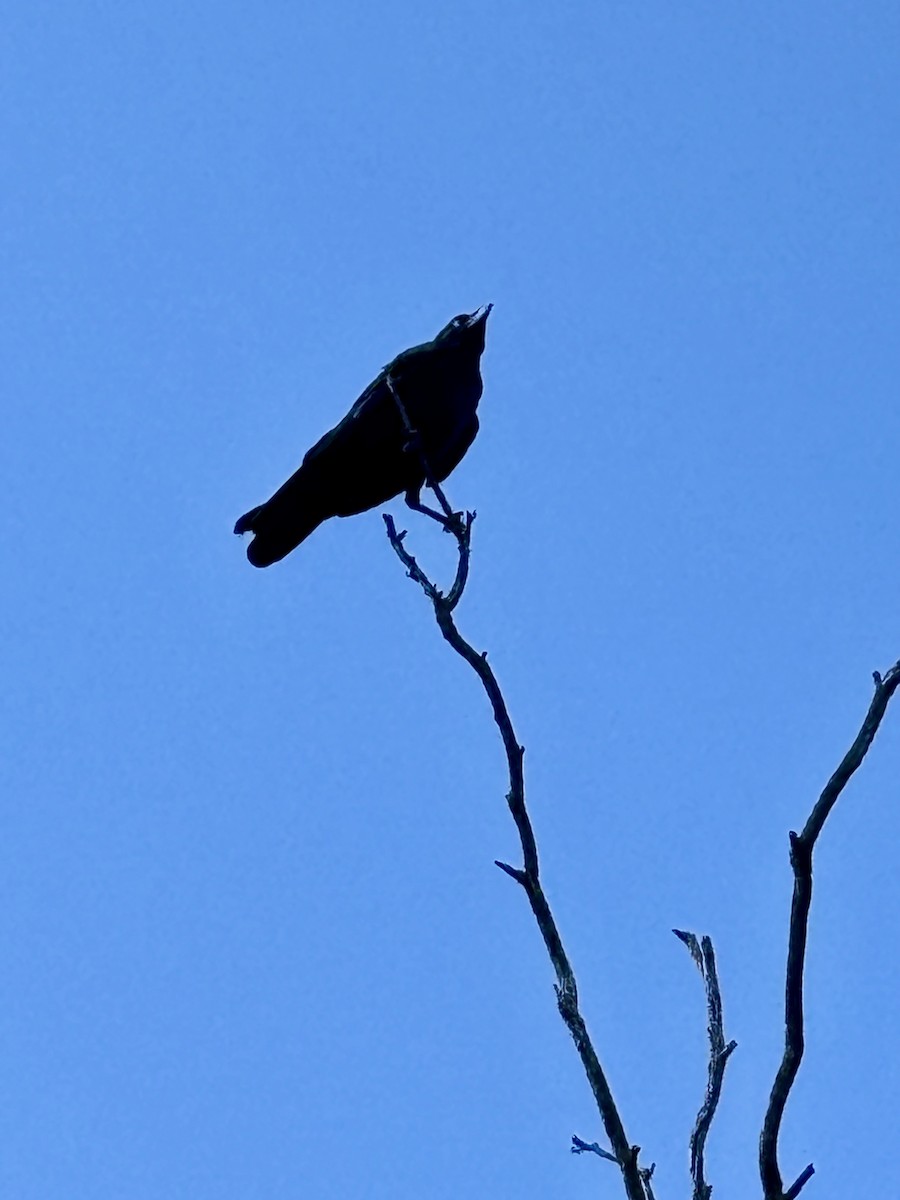 Torresian Crow - ML643751815