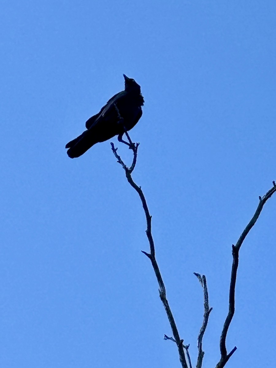Torresian Crow - ML643751816