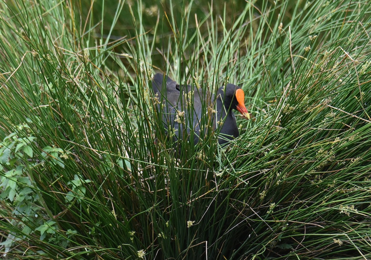 Dusky Moorhen - ML643751817