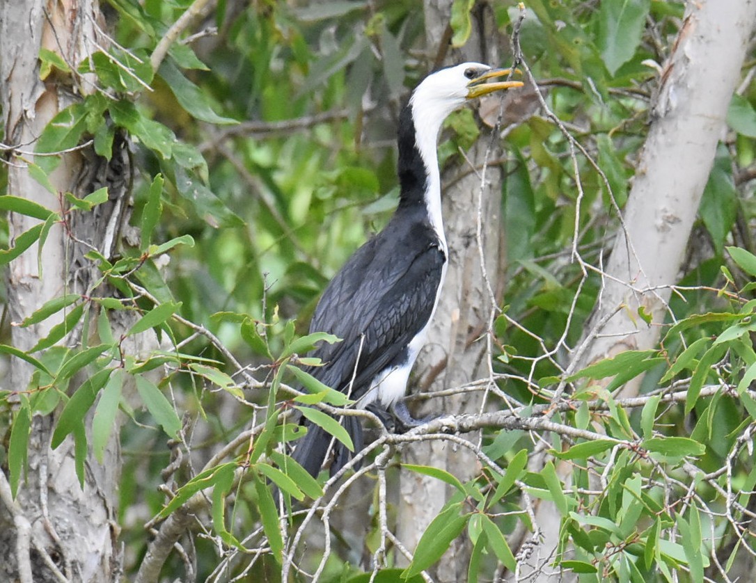 Little Pied Cormorant - ML643751833