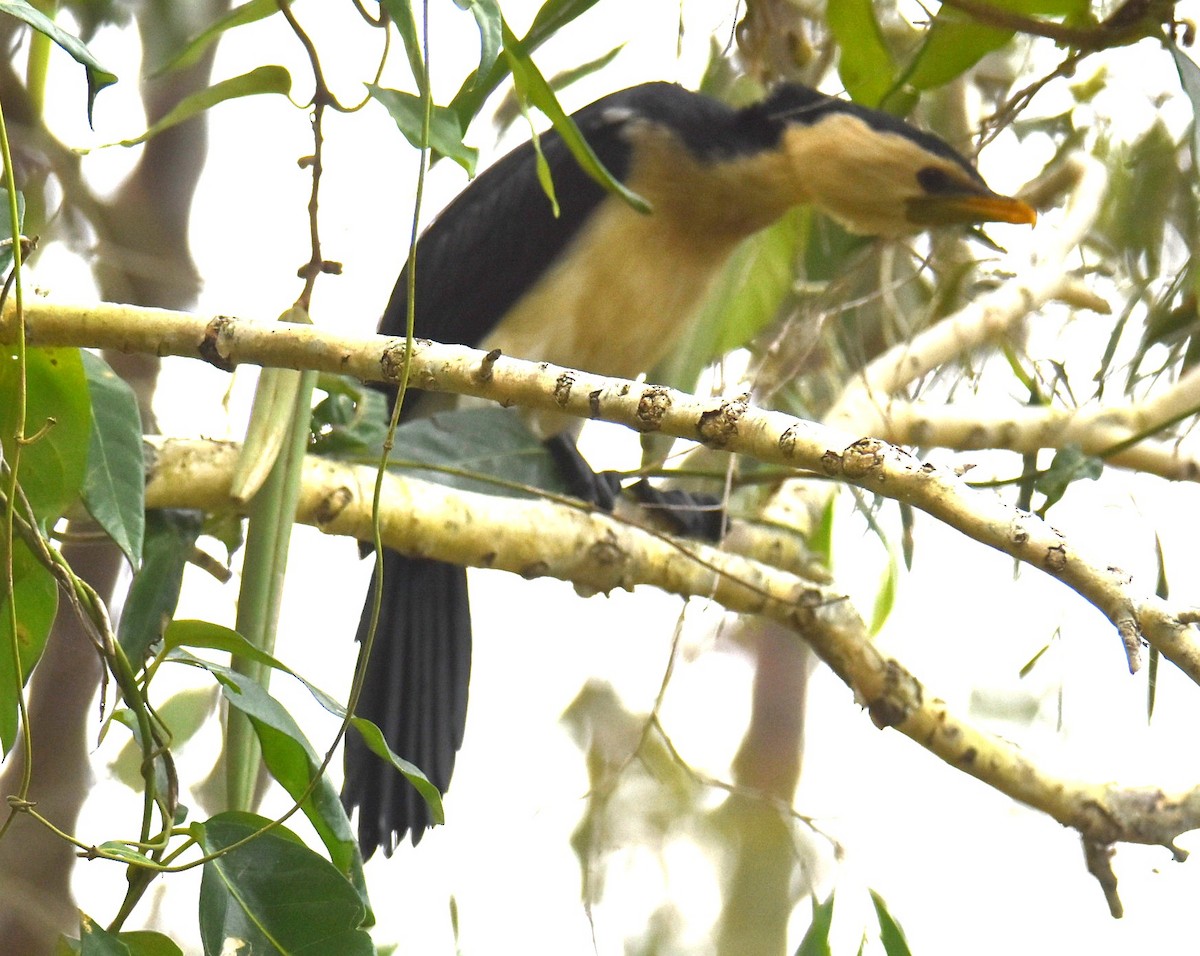 Little Pied Cormorant - ML643751835