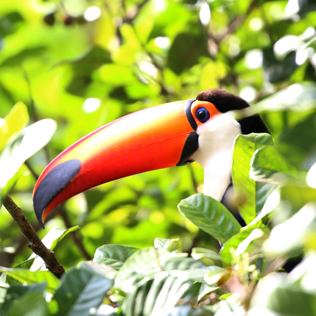 Toco Toucan - ML643751853