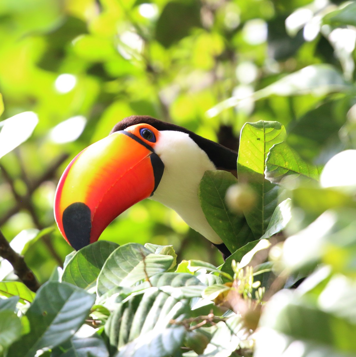 Toco Toucan - ML643751854