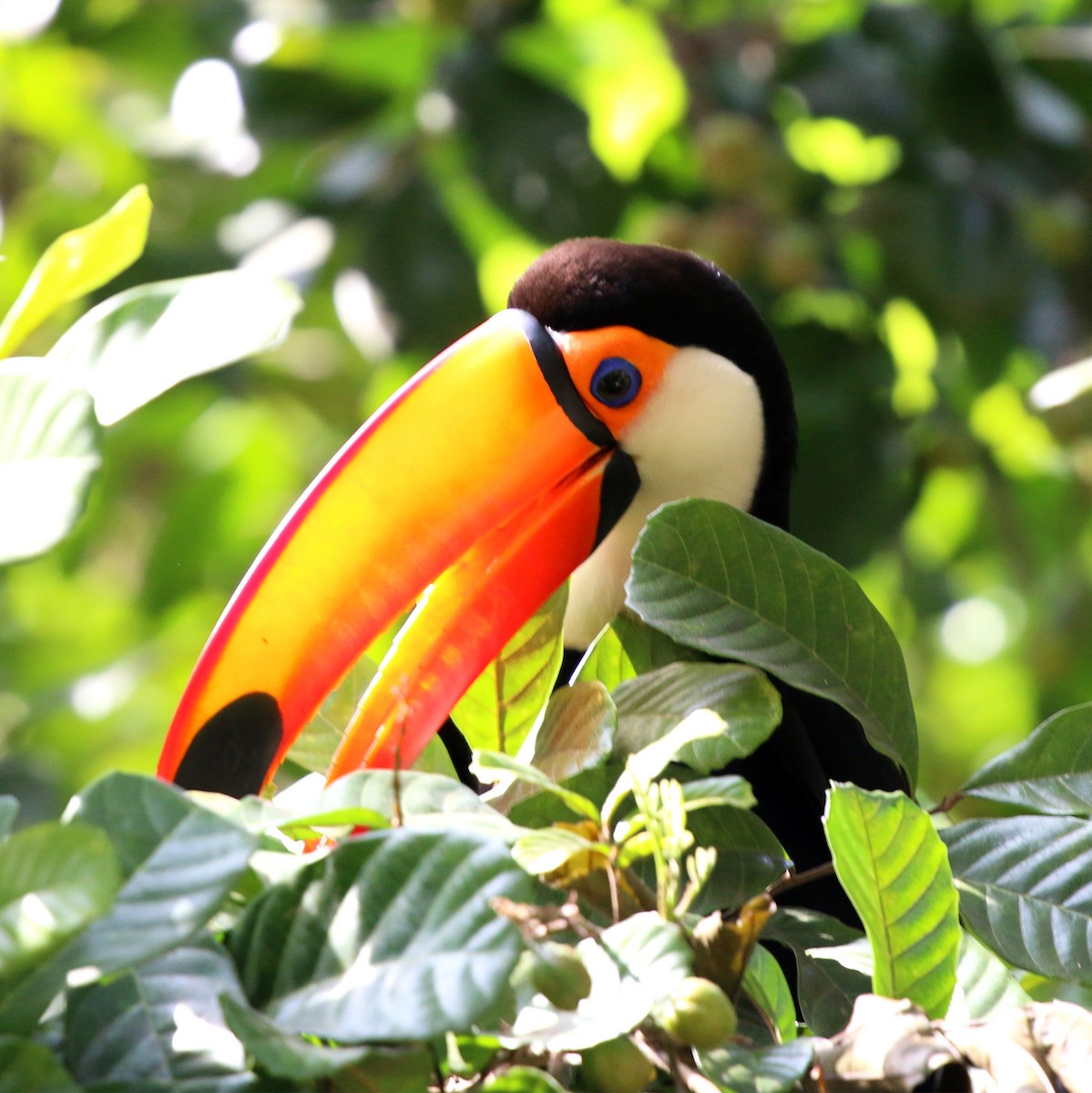 Toco Toucan - ML643751855