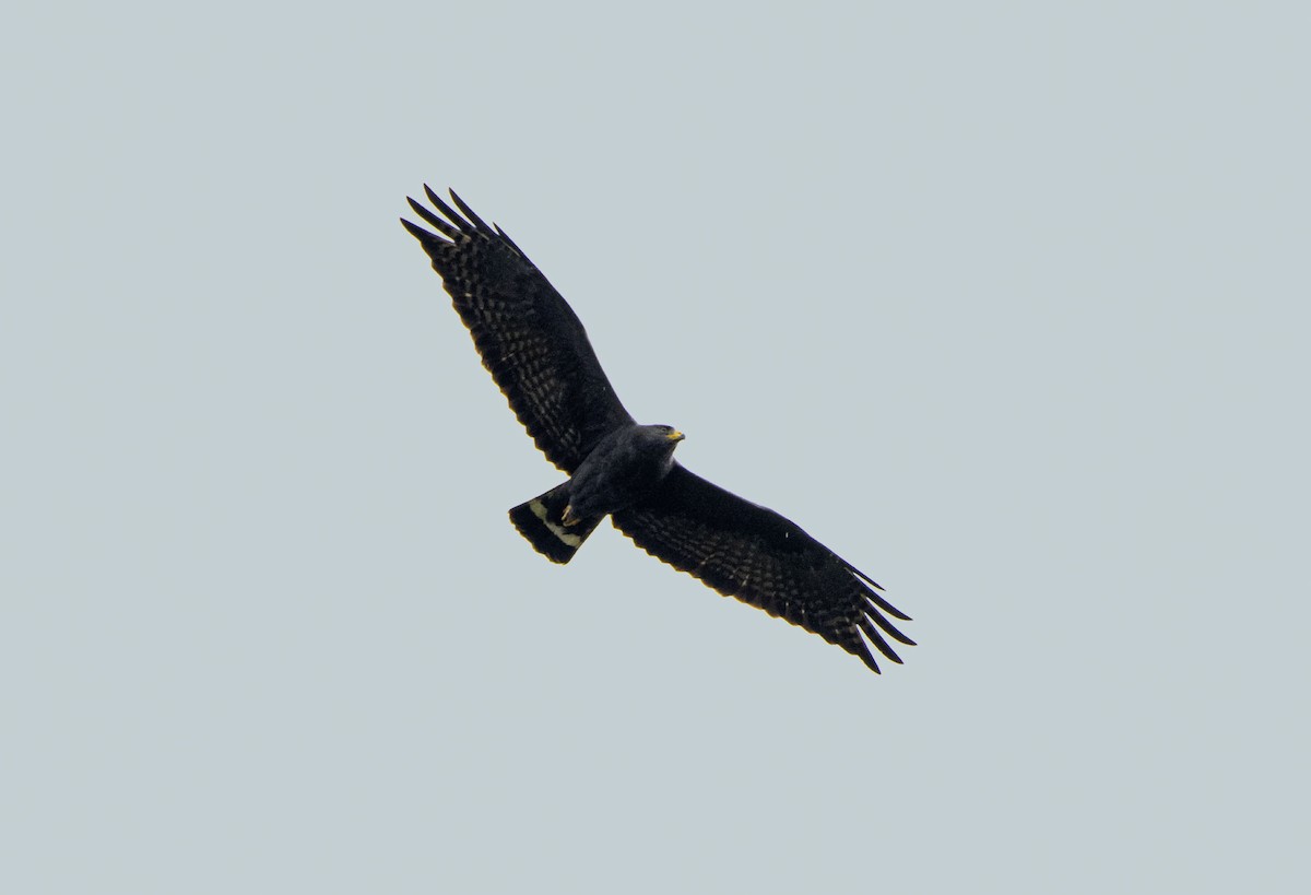 Rußbussard - ML643751867