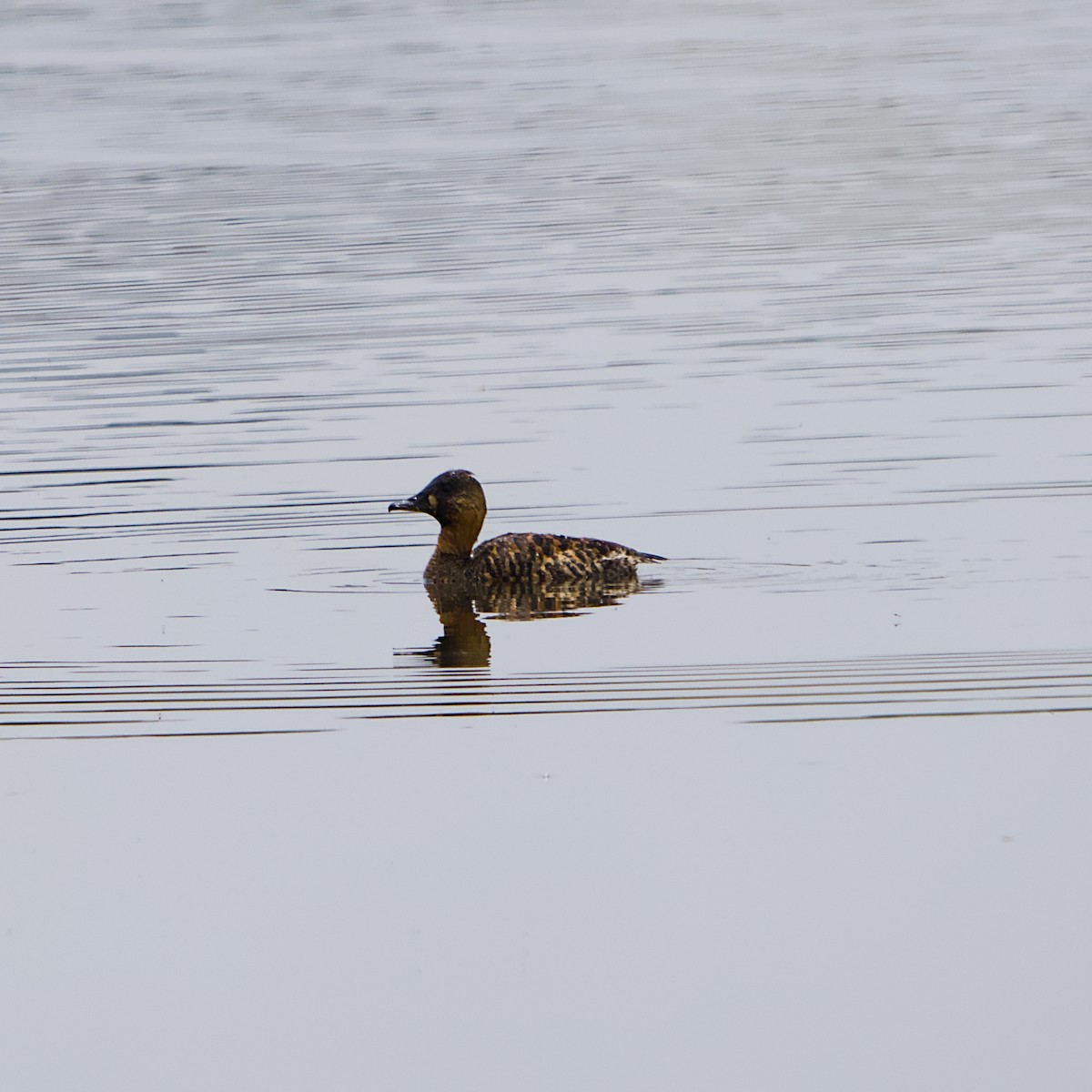 White-backed Duck - ML643751870