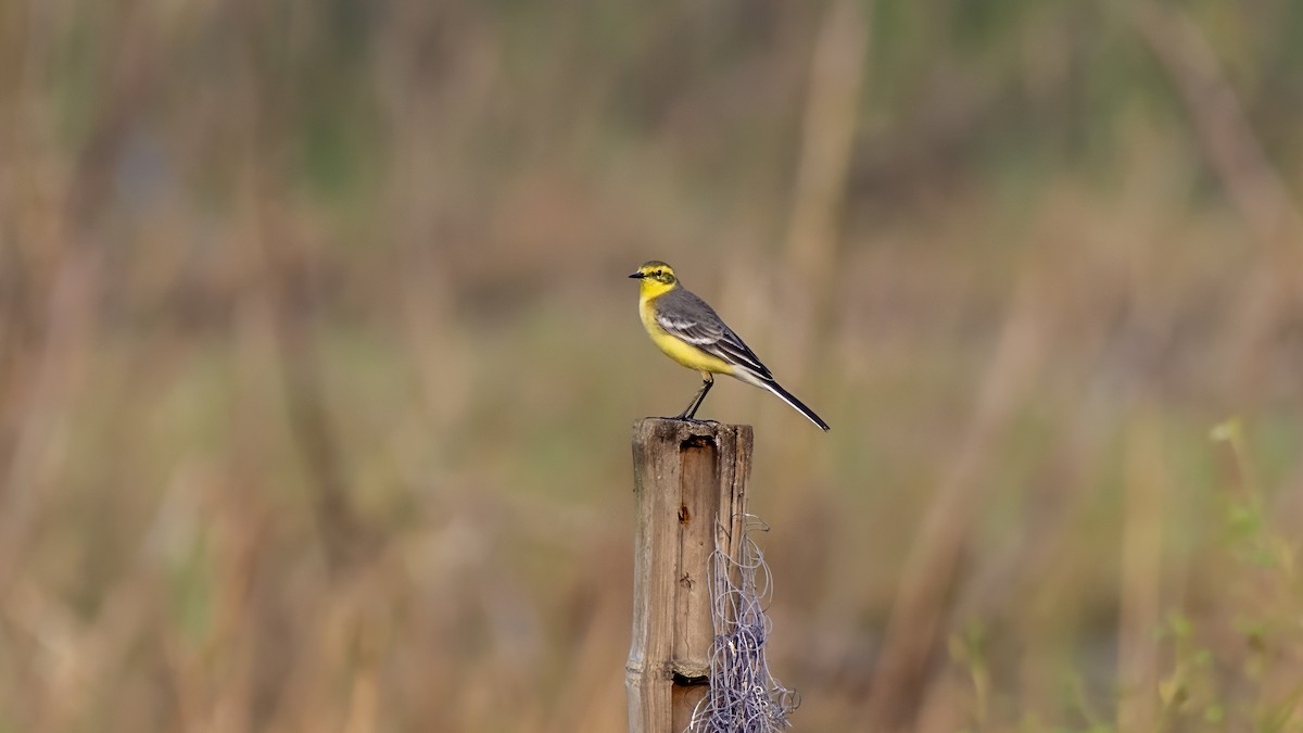 Citrine Wagtail - ML643751877