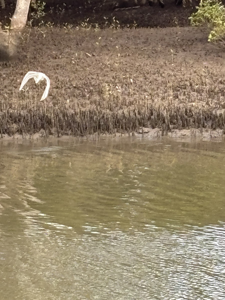 white egret sp. - ML643751887