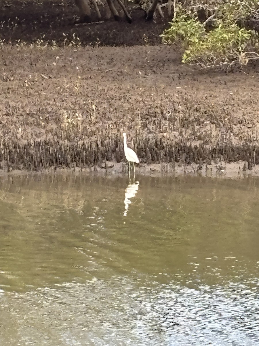 white egret sp. - ML643751888
