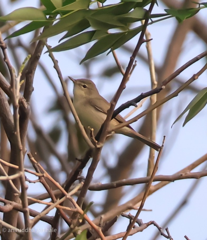 Sykes's Warbler - ML643751899