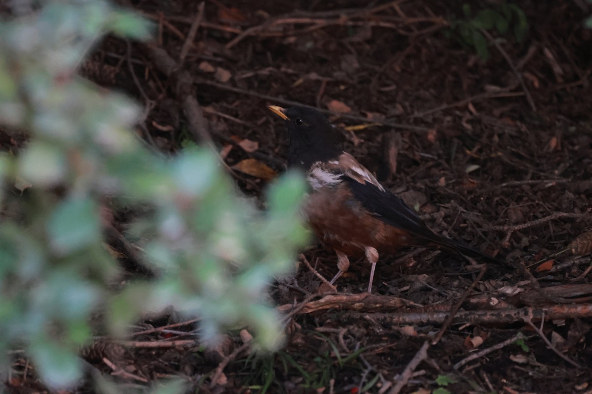 White-backed Thrush - ML643751901