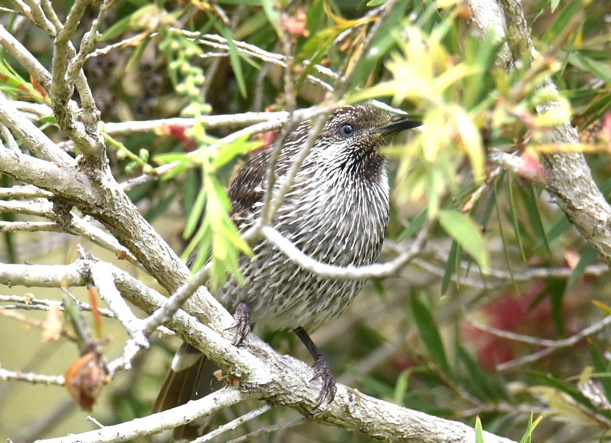 Little Wattlebird - ML643751903