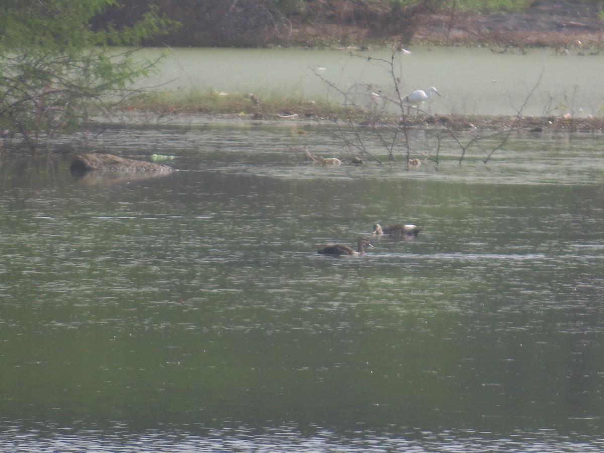 Indian Spot-billed Duck - ML643751918