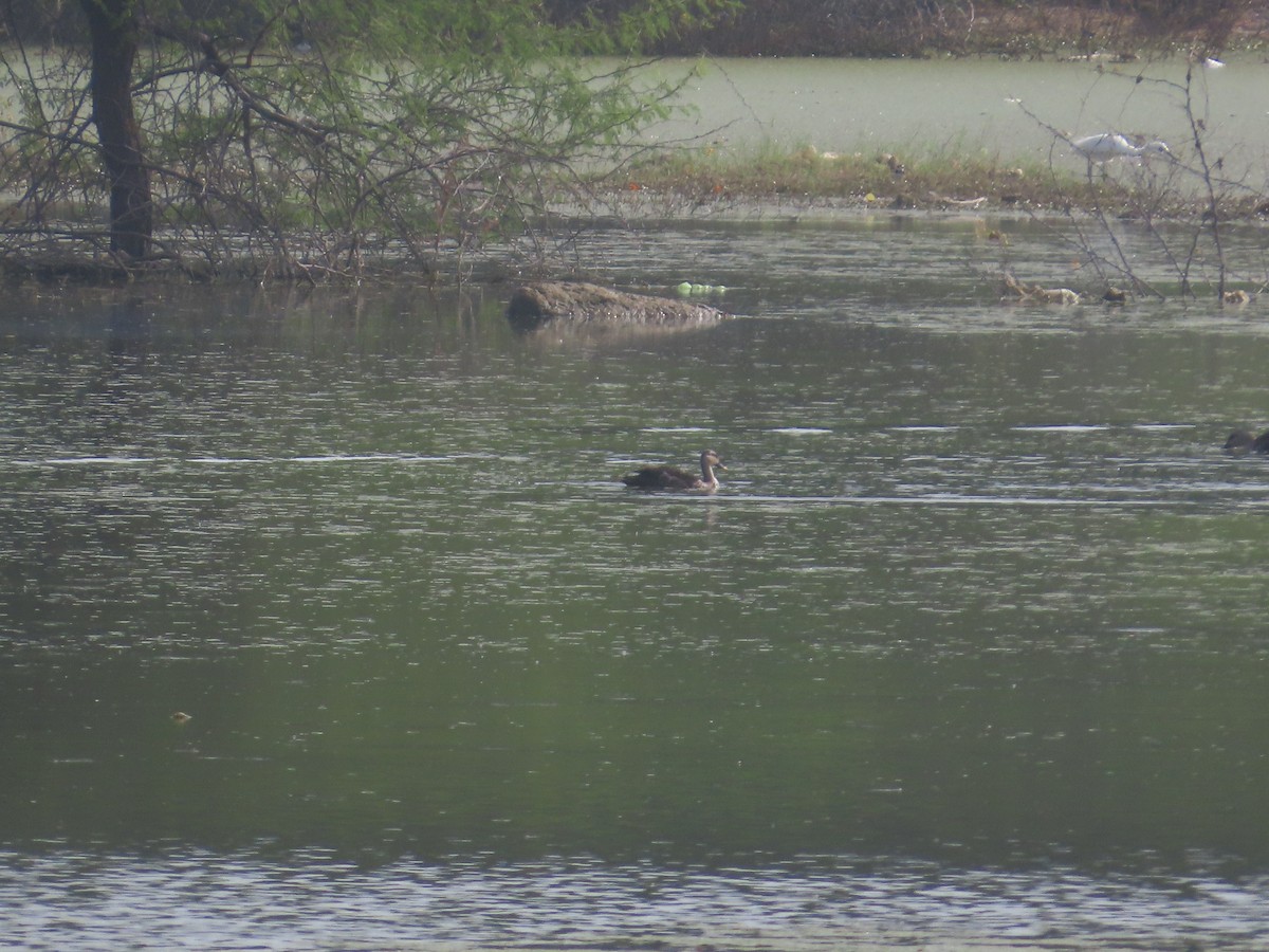 Indian Spot-billed Duck - ML643751919