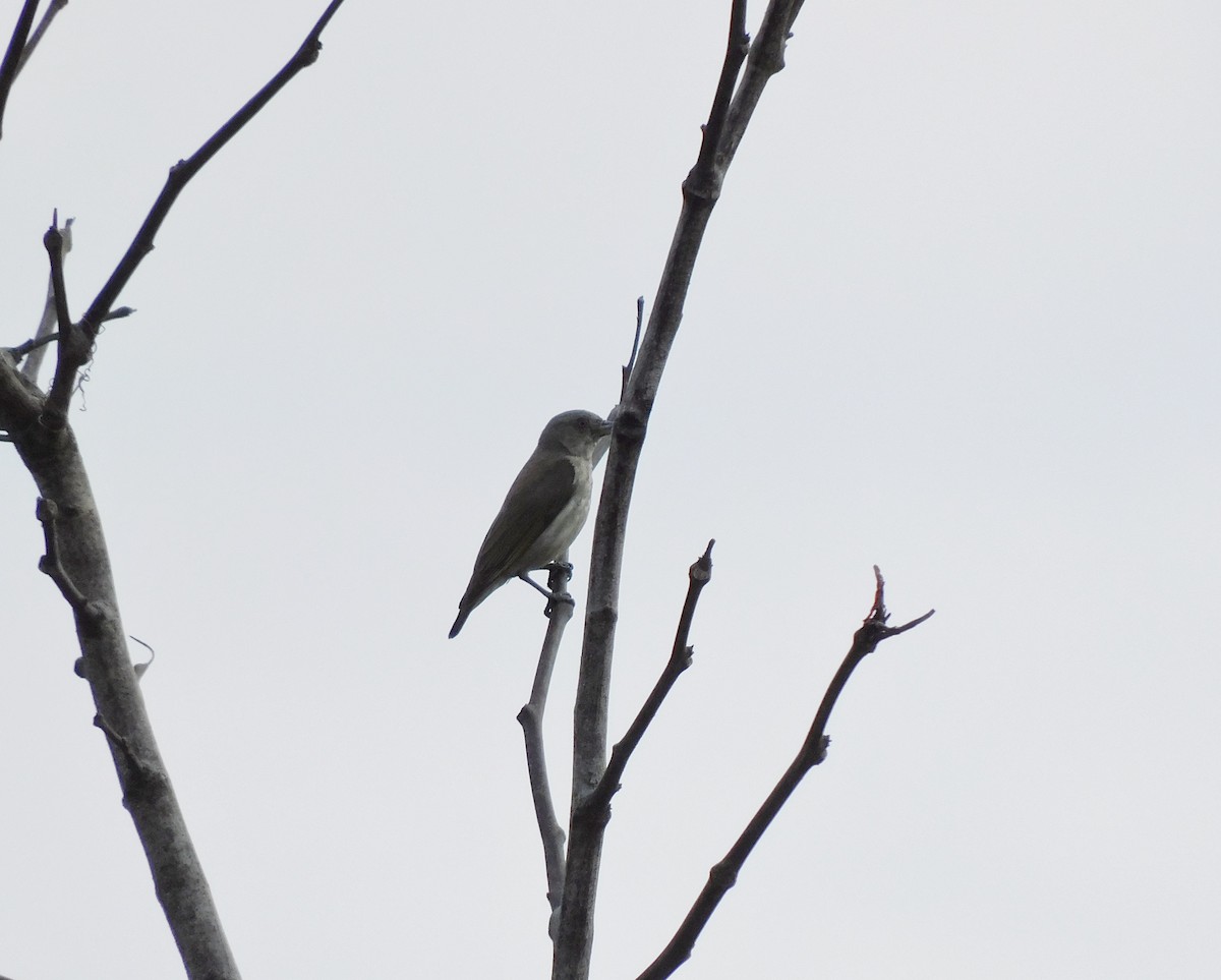 Thick-billed Flowerpecker - ML643751921