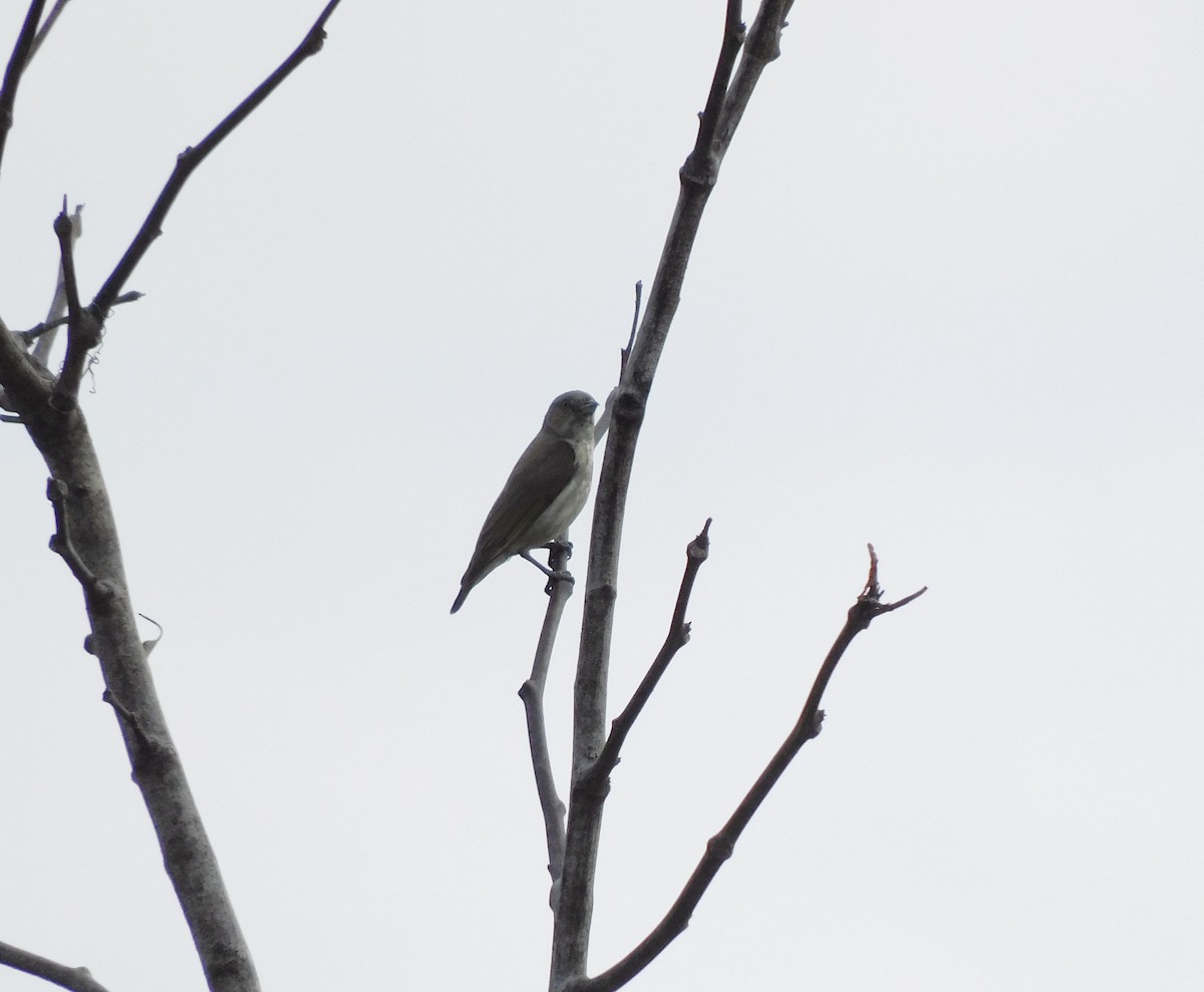 Thick-billed Flowerpecker - ML643751922