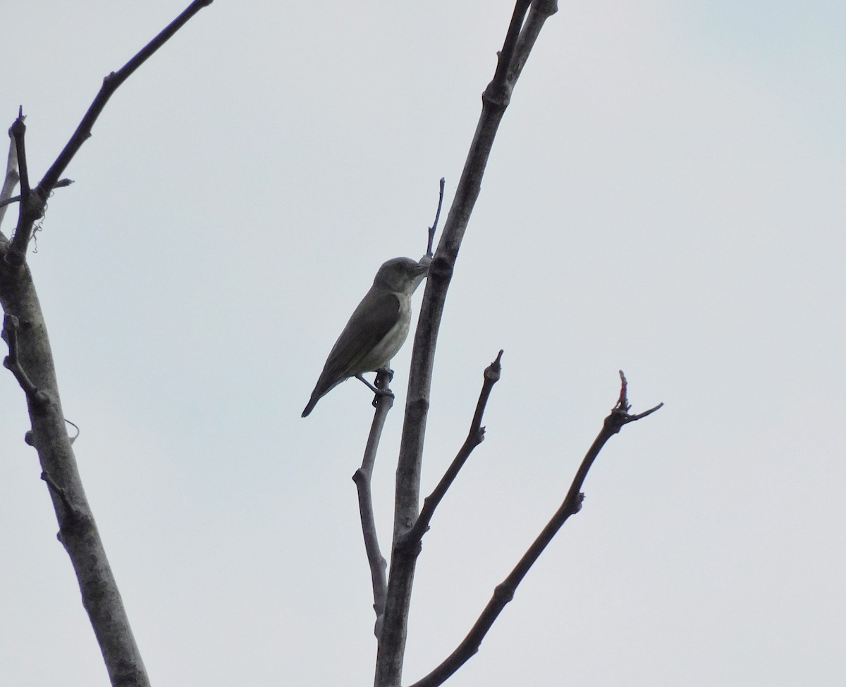 Thick-billed Flowerpecker - ML643751923