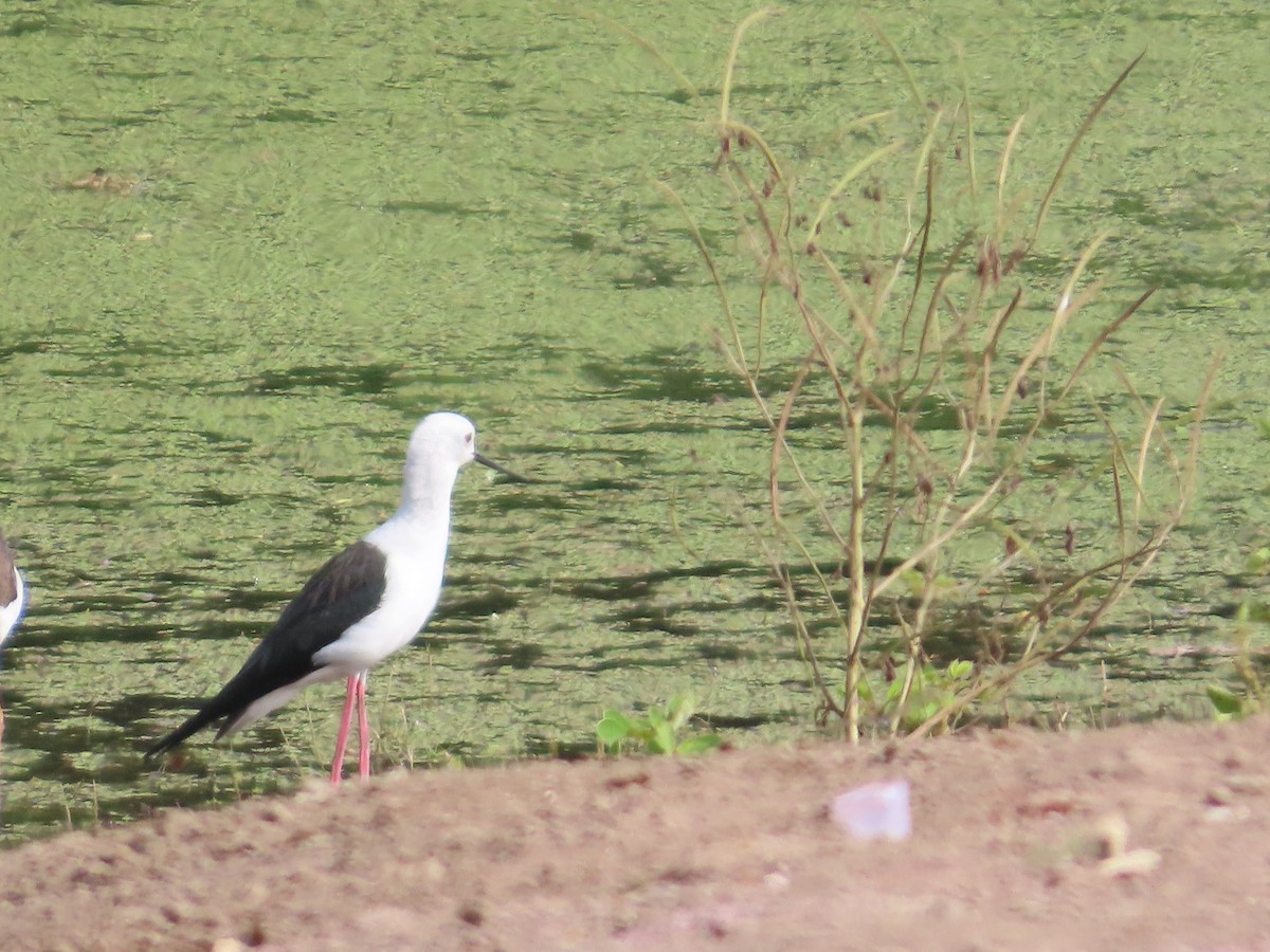 Black-winged Stilt - ML643751927