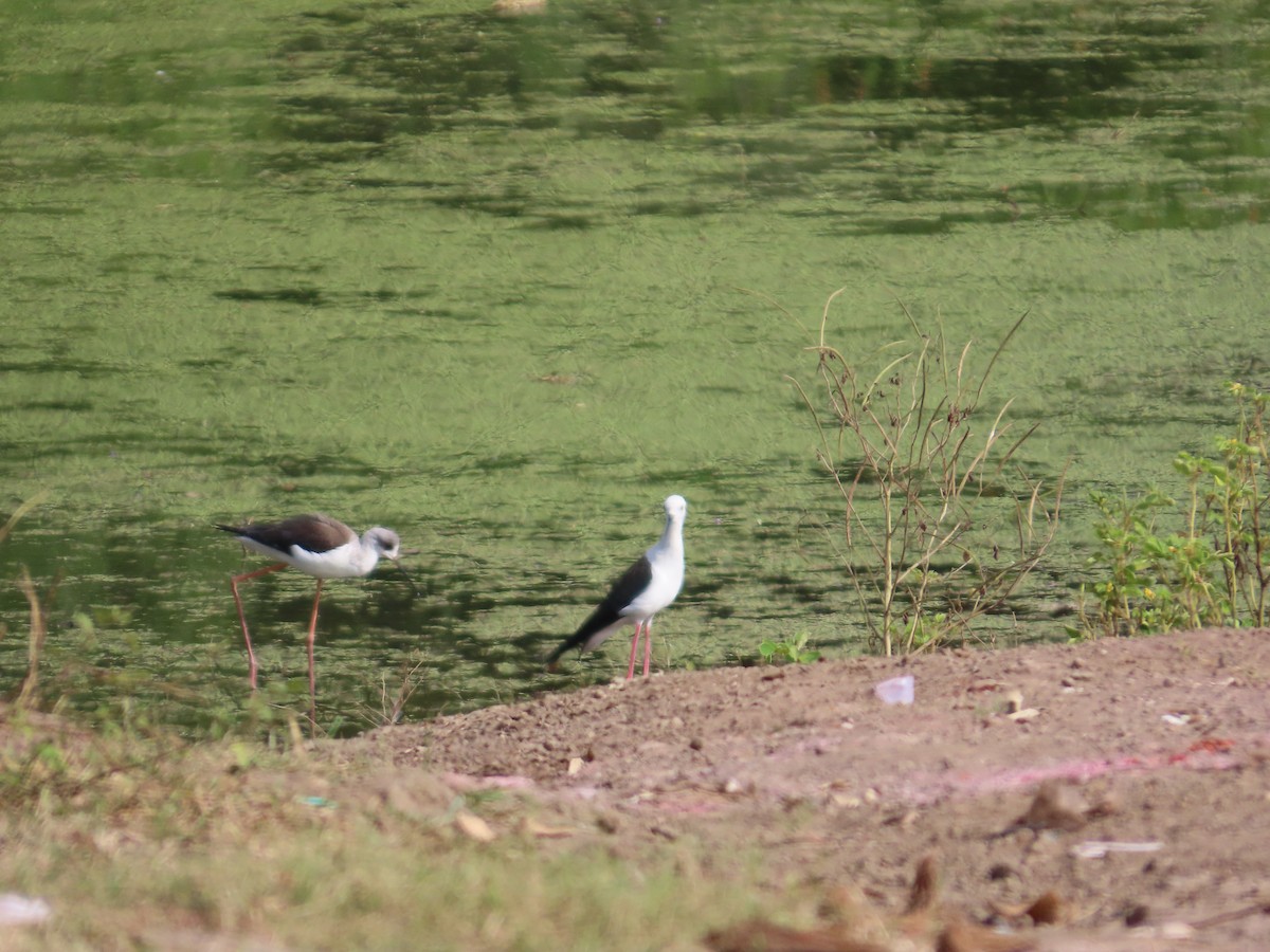 Black-winged Stilt - ML643751928