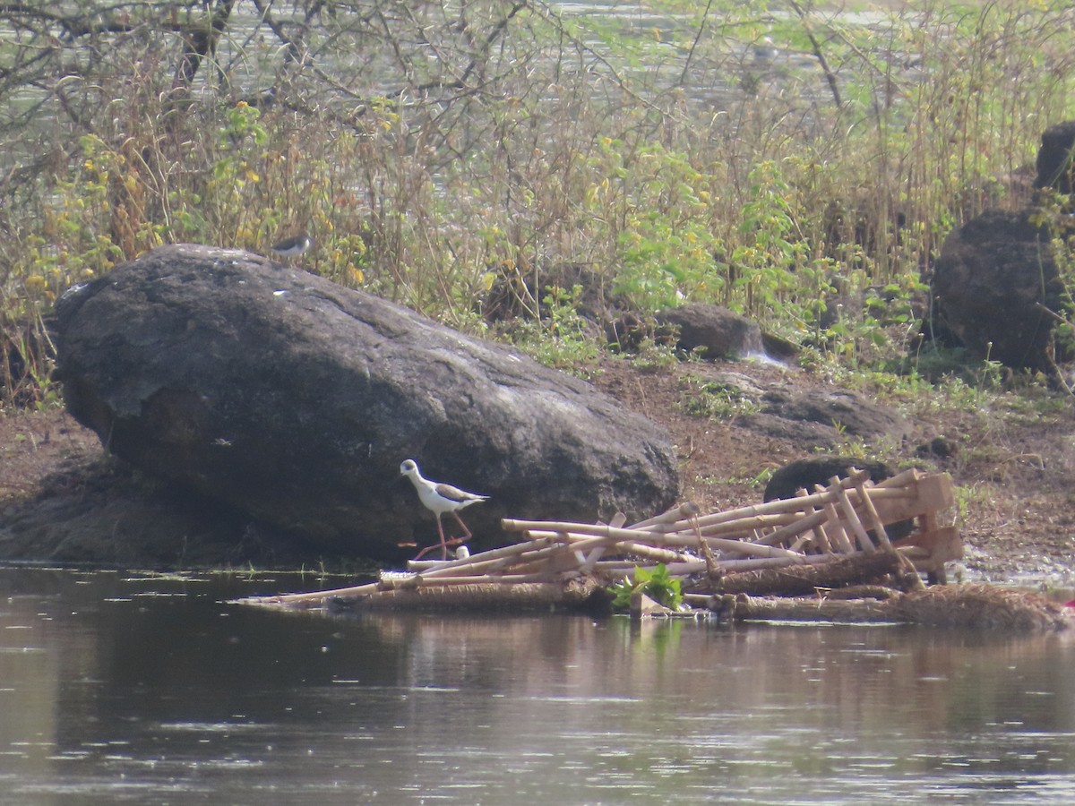 Black-winged Stilt - ML643751934