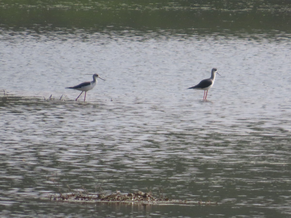 Black-winged Stilt - ML643751939