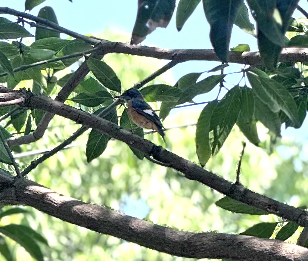 Blue-capped Rock-Thrush - ML643751940