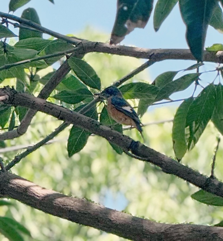 Blue-capped Rock-Thrush - ML643751941