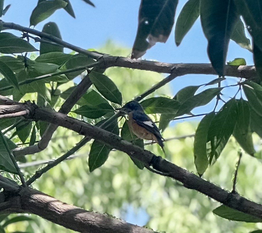 Blue-capped Rock-Thrush - ML643751942