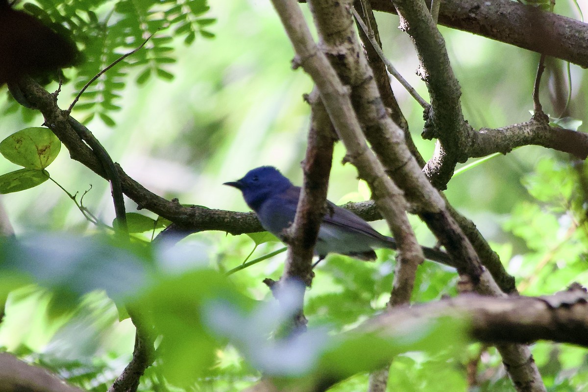 Black-naped Monarch - ML643751975