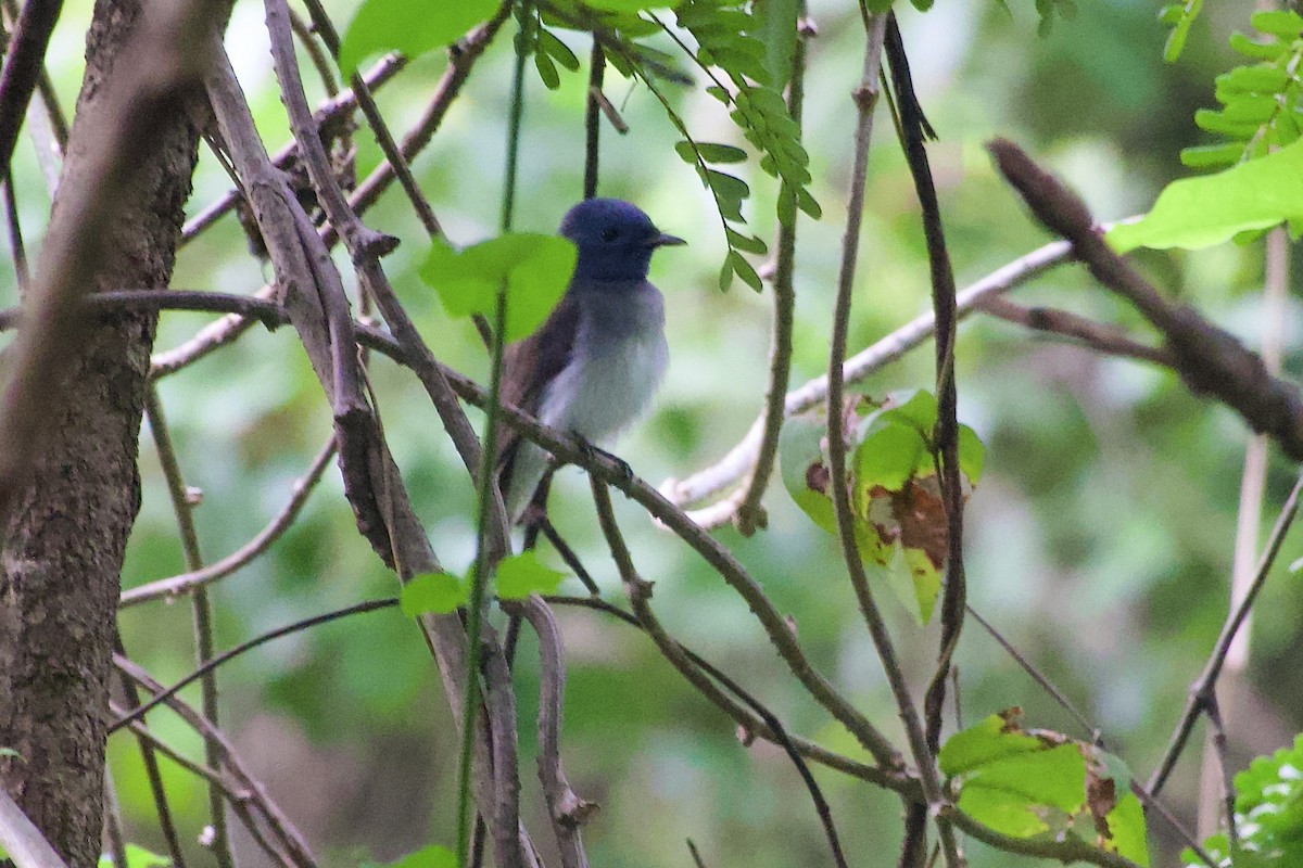 Black-naped Monarch - ML643751976